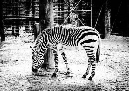 Zebra (thinking) : What the hell they are discussing !! No one is telling me !!